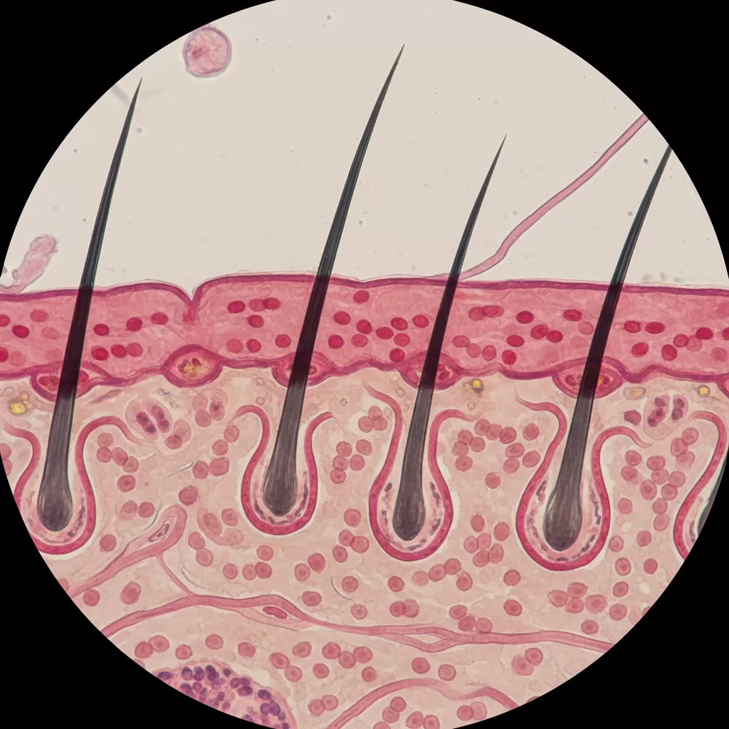 gemini_image_1771868285-1 Cơ chế tác động sâu của thảo dược giúp nuôi dưỡng nang tóc khỏe mạnh