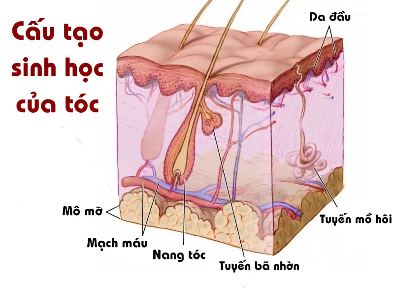 Sự tích hợp của nang tóc với hệ thống mạch máu là yếu tố then chốt cho sự phát triển bền vững