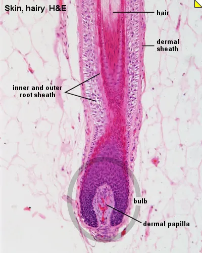 2012032603340621integumentary-_hair_follicle_01 Các hoạt chất Ginsenoside tác động trực tiếp vào cấu trúc nang tóc để bảo vệ và thúc đẩy tăng trưởng