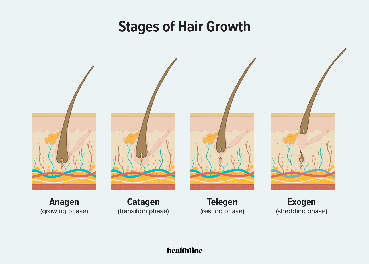 Cơ chế tác động của Minoxidil giúp kéo dài giai đoạn tăng trưởng Anagen của tóc