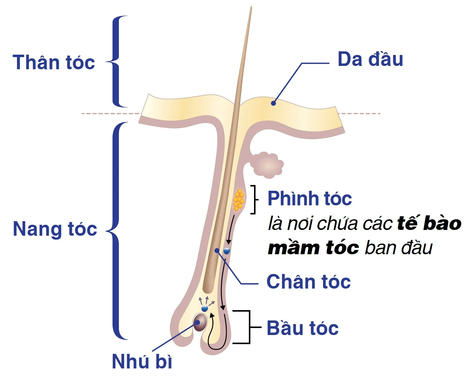 5a33f15104f9a78ca3b6b736a255828109 Nang tóc là cơ quan sống chịu ảnh hưởng mạnh mẽ từ nồng độ hormone trong cơ thể