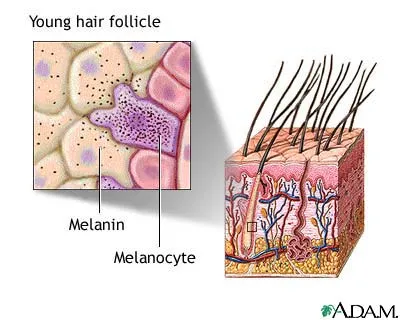 Cơ chế sản sinh melanin bị gián đoạn là nguyên nhân trực tiếp dẫn đến tóc bạc