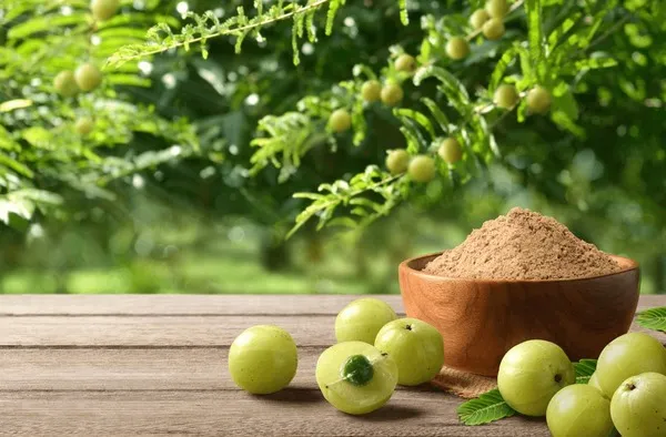 amla-indian-gooseberry-powder-plant-600nw-2327023385 Amla và Shikakai là hai thành phần chủ chốt kiến tạo nên sức mạnh của dầu gội Ayurvedic