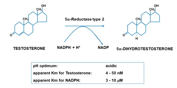 Cơ chế chuyển hóa Testosterone thành DHT thông qua enzyme 5alpha reductase
