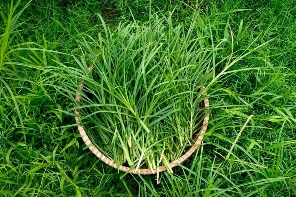 Cỏ mần trầu  Vị thuốc quý từ dân gian giúp nuôi dưỡng và bảo vệ mái tóc