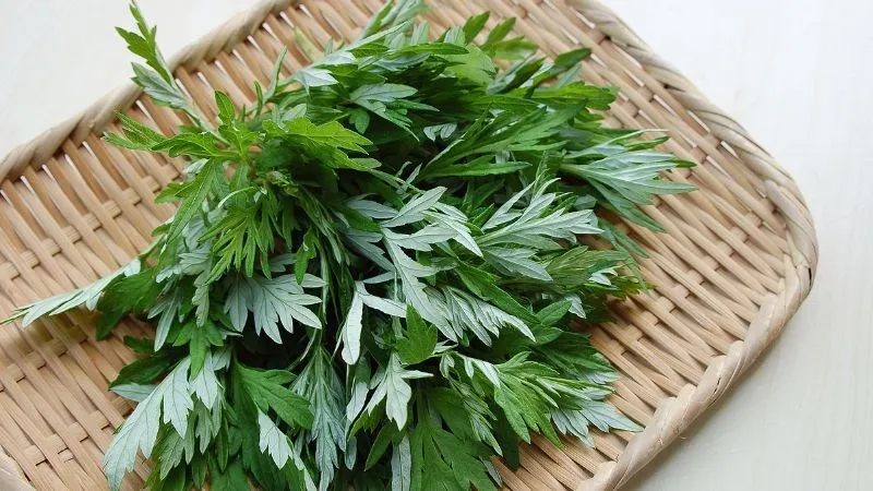 Lựa chọn ngải cứu sạch là yếu tố tiên quyết để đảm bảo an toàn cho da đầu