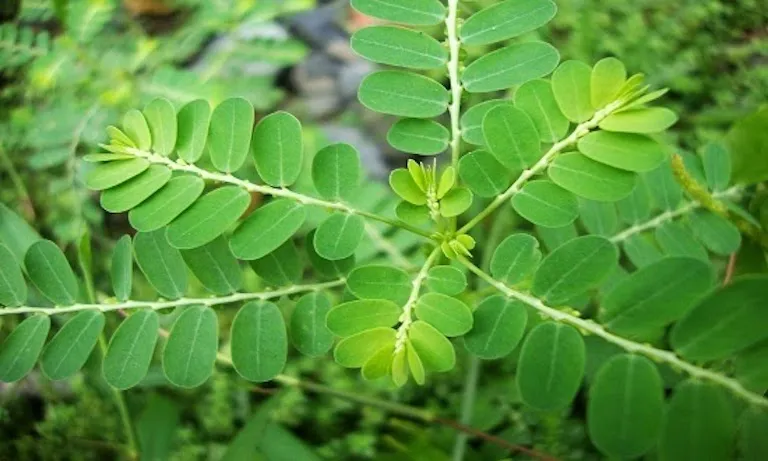 cach-tri-nam-da-dau-tai-nha Nấu nước sắc cây chó đẻ là cách trị nấm da đầu đơn giản và hiệu quả