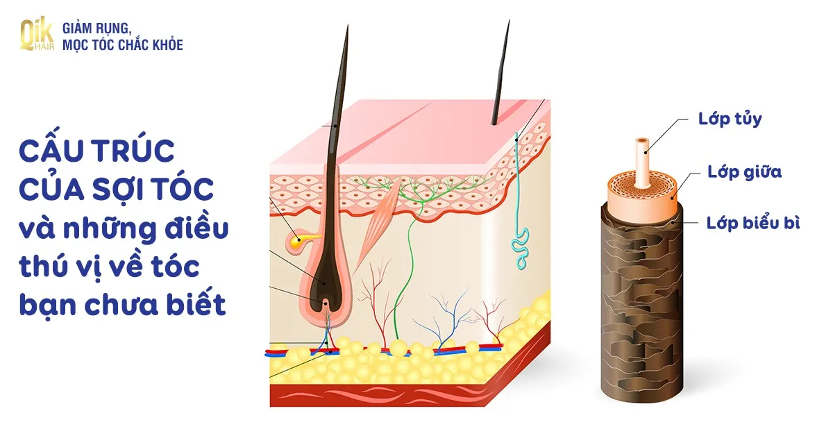 cau-truc-cua-soi-toc-1 Kẽm đóng vai trò thiết yếu trong việc duy trì sức khỏe nang tóc và thúc đẩy quá trình phân chia tế bào
