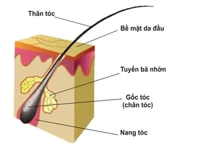 Mô phỏng tác động của sóng điện từ gây căng thẳng oxy hóa tại nang tóc
