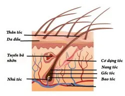 cau-truc-cua-toc Tăng cường lưu thông máu là yếu tố tiên quyết để nuôi dưỡng nang tóc từ sâu bên trong