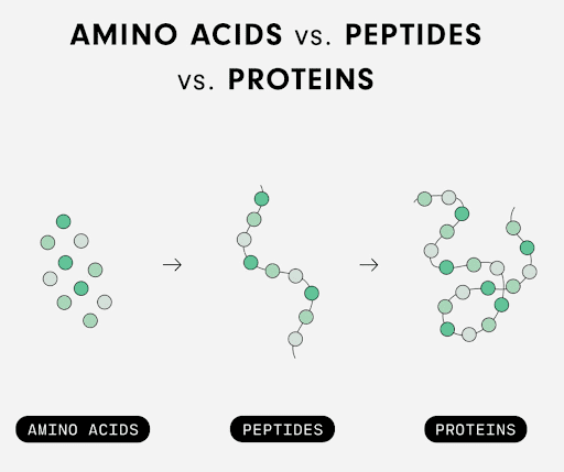 Cấu trúc phân tử Peptides cho phép chúng thẩm thấu sâu và tác động trực tiếp lên nang tóc