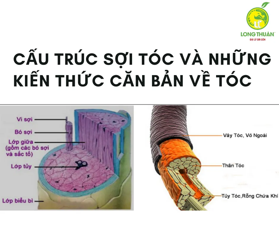 Lớp biểu bì tóc khép kín giúp giữ độ ẩm và tạo độ bóng tự nhiên