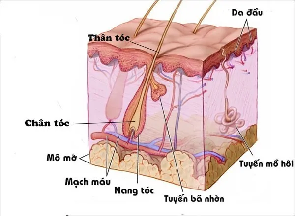 Nhiệt ấm từ khăn giúp giãn mạch máu cung cấp dưỡng chất dồi dào cho nang tóc phát triển