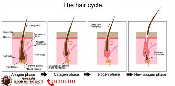 chu-ky-rung-toc-moc-toc-1 Cơ chế Telogen Effluvium khiến tóc rụng nhanh hơn do stress sinh học
