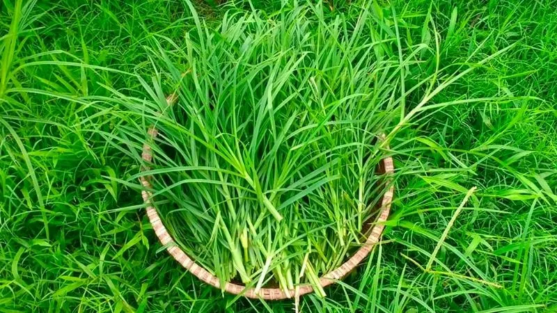 co-man-trau-cong-dung-cach-dung-luu-y-khi-su-dung-1-800x45020230207205053-5056250 Cỏ mần trầu thảo dược quý giá trong y học dân gian để chăm sóc mái tóc
