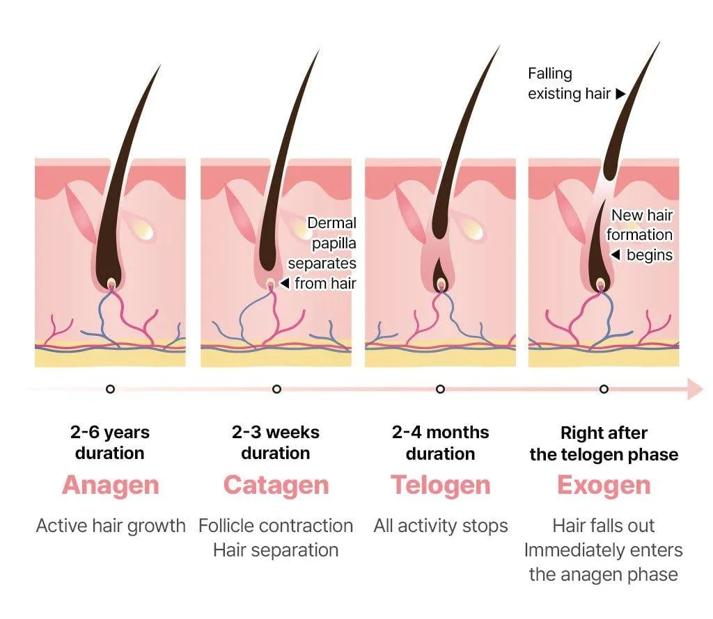 Sự lưu thông máu dồi dào là yếu tố then chốt giúp nang tóc phục hồi và phát triển