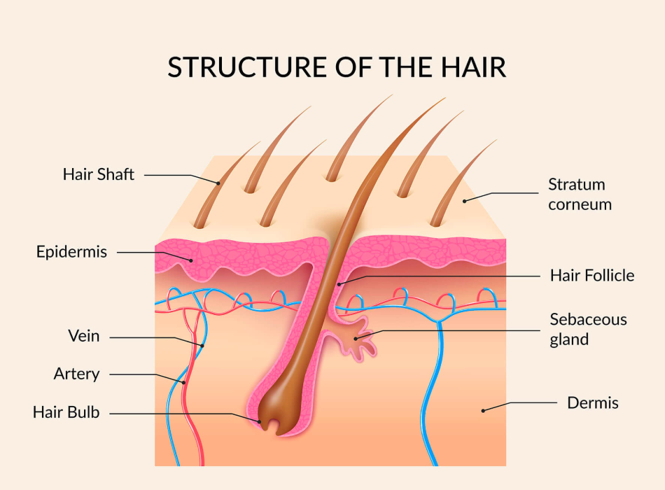Cấu trúc nang tóc và da đầu là trọng tâm của xu hướng Hair Skinification