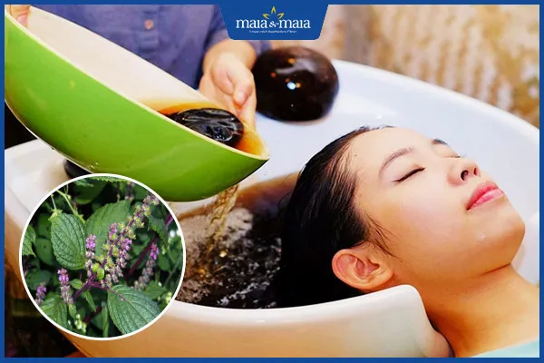 Quy trình gội đầu bằng nước lá hương nhu nguyên chất giúp làm sạch và dịu da đầu