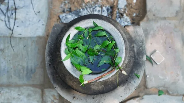 green-neem-leaves-known-azadirachta-600nw-2221525779 Quy trình đun nước lá neem nguyên chất để tạo ra dung dịch trị gàu tự nhiên