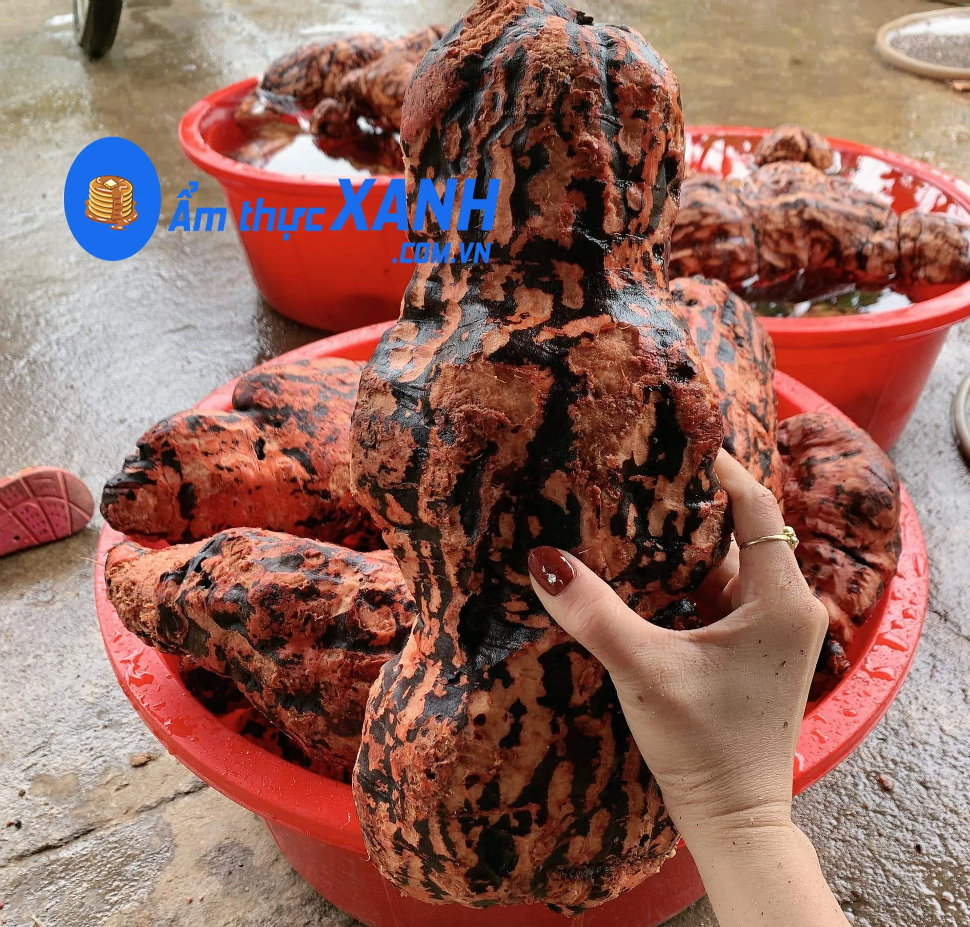 ha-thu-o-18 Hà thủ ô đỏ Vị thuốc quý trong việc chăm sóc và phục hồi mái tóc