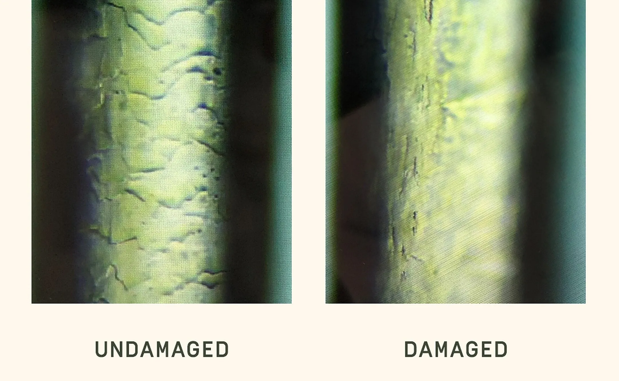 hair-damage-v1-copy-2 Cấu trúc sợi tóc bị hư tổn do tác động của các gốc tự do làm mất đi độ bóng
