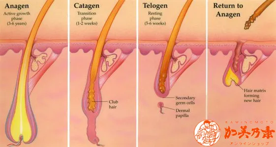 Kháng sinh mạnh có thể làm gián đoạn chu kỳ phát triển tự nhiên của nang tóc