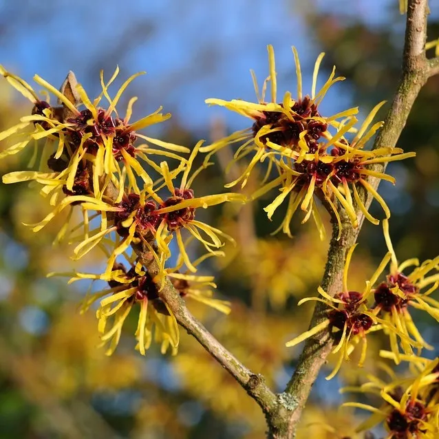 Cây phỉ Witch Hazel  Một loại thảo dược quý với khả năng chăm sóc da đầu và tóc vượt trội