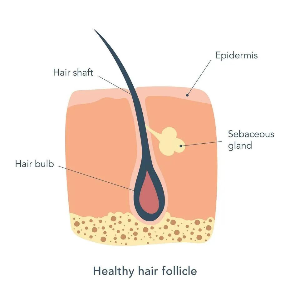 Cấu trúc nang tóc khỏe mạnh nhờ sự hỗ trợ của các protein bám dính