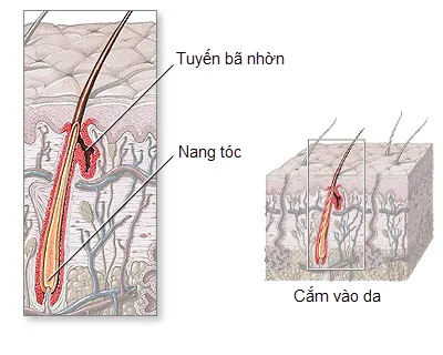Hormone điều tiết hoạt động của tuyến bã nhờn nằm sâu trong nang tóc