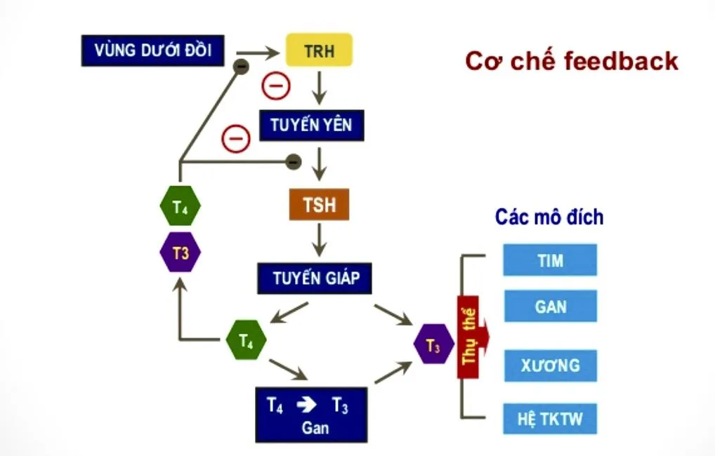Chu kỳ phát triển của nang tóc bị gián đoạn do sự mất cân bằng hormone