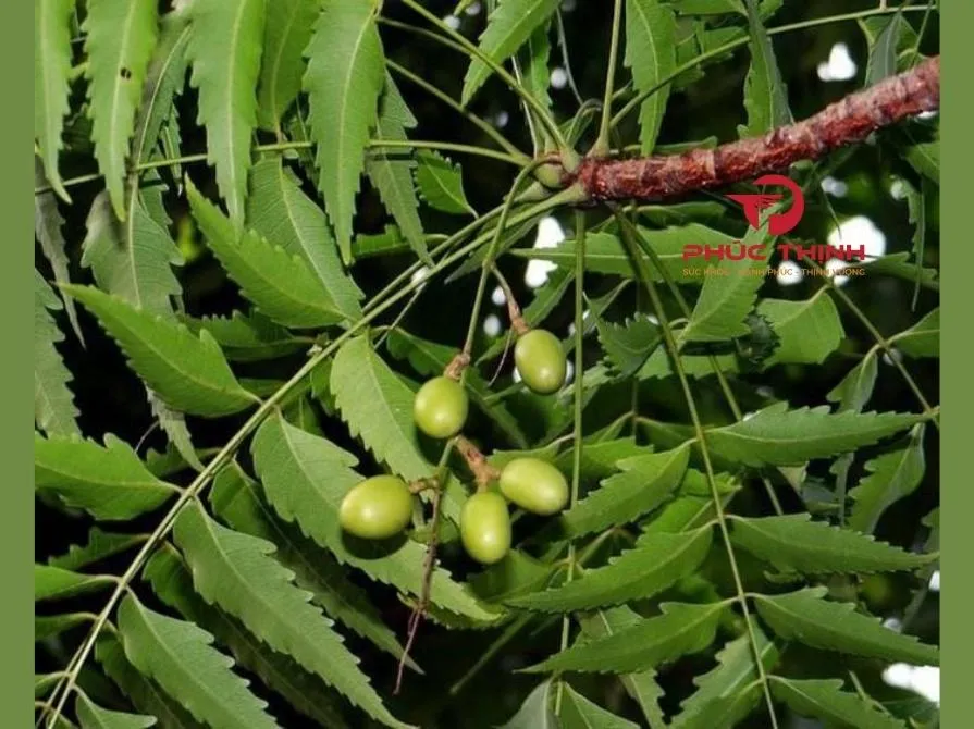 Lá sầu đâu Neem Ấn Độ  Thảo dược quý trong việc điều trị các bệnh lý về da liễu
