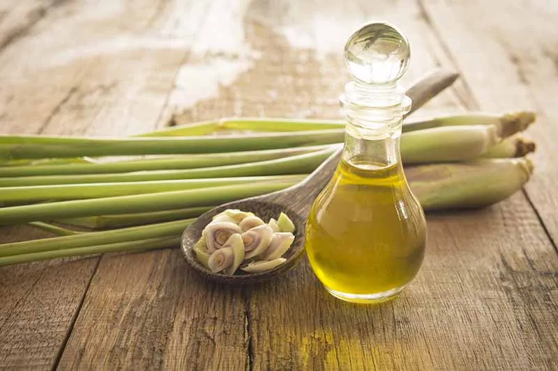 lemongrass-essential-oil Thao tác đập dập giúp giải phóng tối đa tinh dầu quý giá từ cây sả