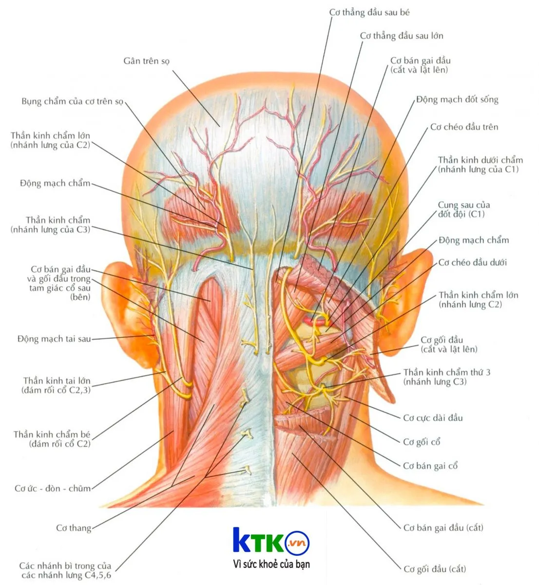 Tác động vào huyệt Phong trì giúp giải tỏa căng thẳng cho các nhóm cơ vùng cổ gáy