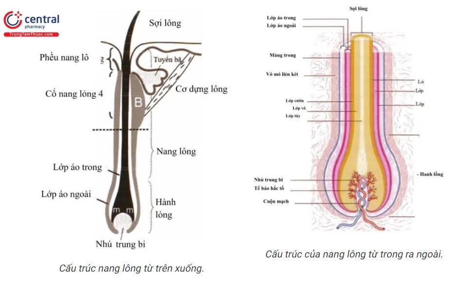 tim-hieu-cau-truc-cua-long-toc-chan-doan-mot-so-benh-ve-toc-2 Cơ chế hormone tác động trực tiếp đến sự phát triển của nang tóc